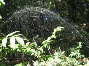 RT Leverich Spider's Dome 2012